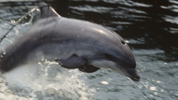 Дельфинарий на черноморском побережье - Sputnik Аҧсны