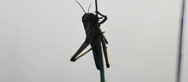 Саранча. Архивное фото. - Sputnik Абхазия