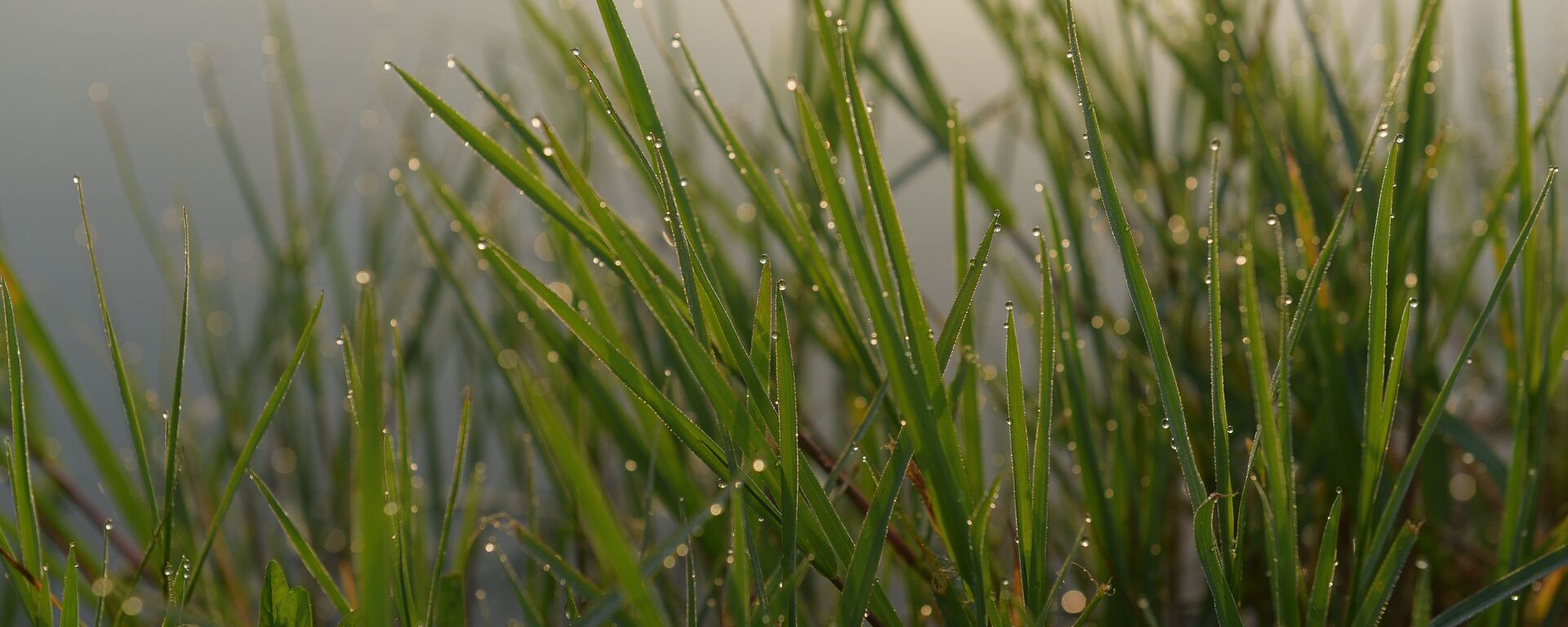 Рассвет на озере Скурча - Sputnik Абхазия, 1920, 08.12.2025