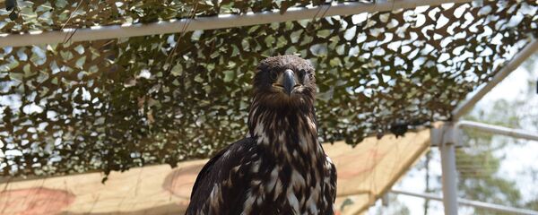 Орлан белохвост - Sputnik Абхазия