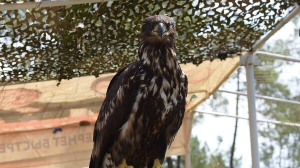 Орлан-белохвост - Sputnik Абхазия