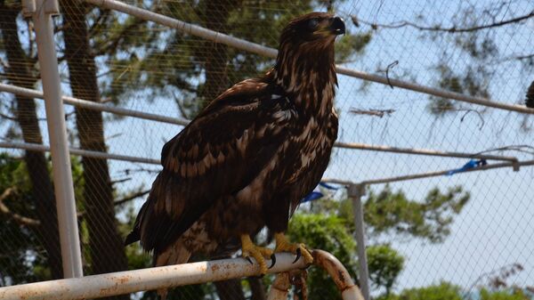 Орлан-белохвост - Sputnik Аҧсны