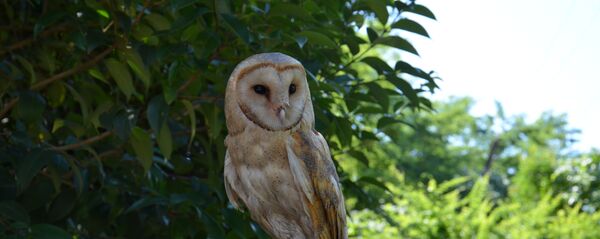 Осман Шамба назвал сову Валеркой Ржавым за его рыжий цвет Осман Шамба назвал сову Валеркой Ржавым за его рыжий цвет - Sputnik Абхазия