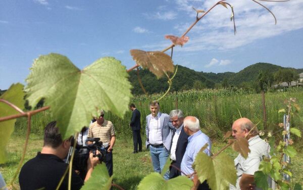 Хаджимба посетил виноградную плантацию Гулрыпшского района. - Sputnik Аҧсны