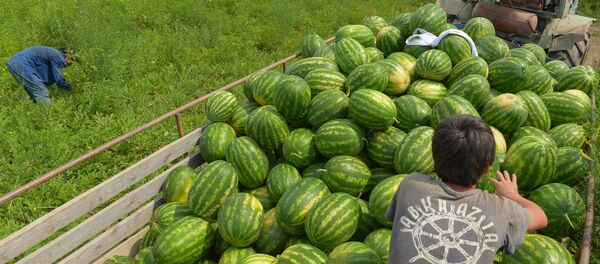 Сбор арбузов в селе Адзюбжа Сбор арбузов в селе Адзюбжа - Sputnik Аҧсны