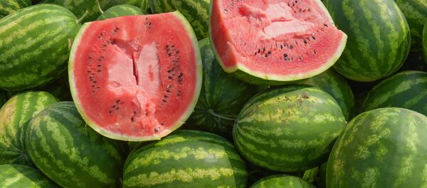 Сбор арбузов в селе Адзюбжа - Sputnik Абхазия