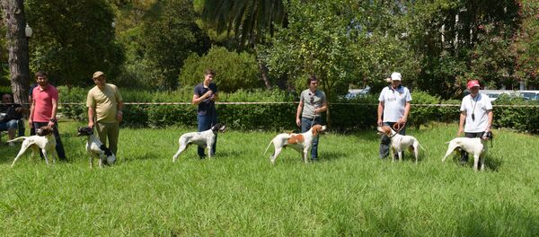 Выставка охотничьих собак в Сухуме Выставка охотничьих собак в Сухуме - Sputnik Абхазия