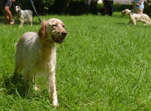 Выставка охотничьих собак в Сухуме - Sputnik Абхазия