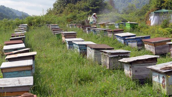 Пчеловодство в Абхазии - Sputnik Абхазия