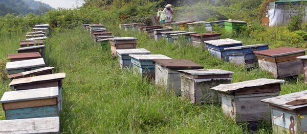 Пчеловодство в Абхазии - Sputnik Абхазия