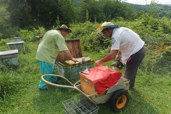 Пчеловодство в Абхазии - Sputnik Абхазия