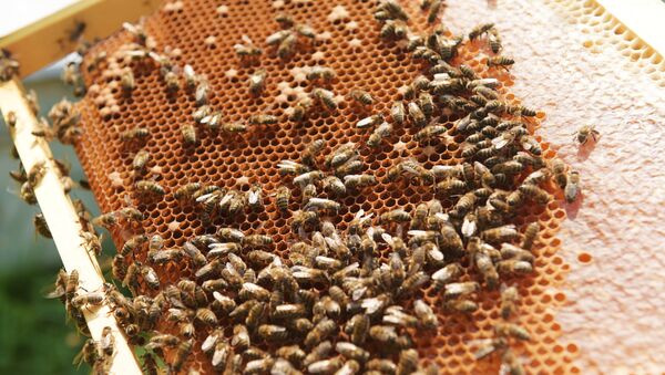 Пчёлы на сотах, частично заполненных мёдом, на пасеке в Абхазии. - Sputnik Абхазия