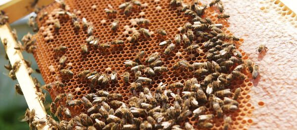 Пчёлы на сотах, частично заполненных мёдом, на пасеке в Абхазии. - Sputnik Абхазия
