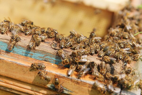 Пчелы живут недолго – около 40 суток. Они погибают после того, как их крылья изнашиваются. Эти насекомые в прямом смысле работают на износ. - Sputnik Абхазия