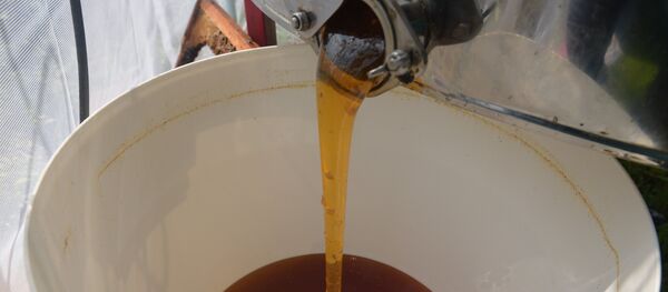 Пчеловодство в Абхазии - Sputnik Абхазия