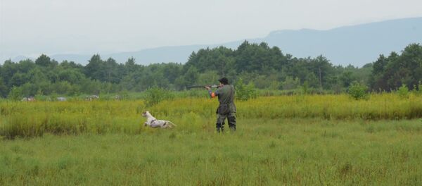 Охотники Абхазии показали своих легавых собак на поле Охотники Абхазии показали своих легавых собак на поле - Sputnik Абхазия