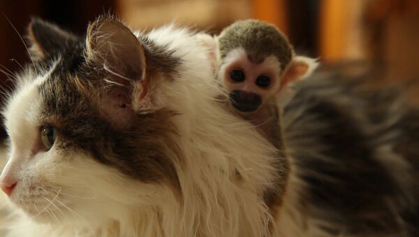Брошенная родителями обезьяна обнимала приемную маму-кошку и каталась на ней - Sputnik Абхазия