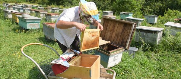 Абхазские пчеловоды закончили сбор каштанового и липового меда - Sputnik Абхазия