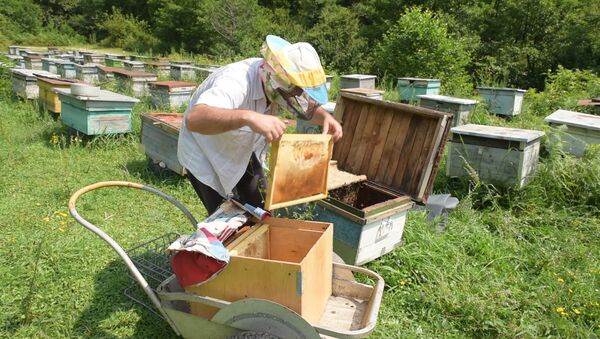 Абхазские пчеловоды закончили сбор каштанового и липового меда - Sputnik Абхазия