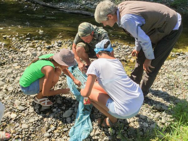 Экологи исследуют водоросли и пойманных мальков. - Sputnik Абхазия