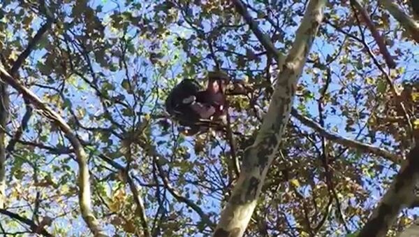 Парашютист повис на дереве в Гагре. - Sputnik Абхазия