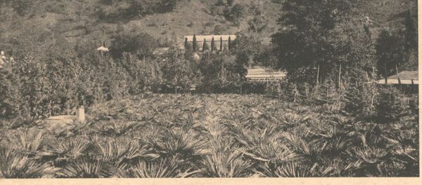 Имение Феодора Ноева - Sputnik Абхазия