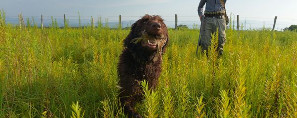 Охотник Шамиль Бигвава и дратхаар Ерасата Квирая Рикки с трофеем во рту. Охотник Шамиль Бигвава и дратхаар Ерасата Квирая Рикки с трофеем во рту. - Sputnik Абхазия
