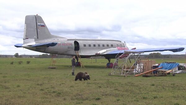 Медвежонок Мансур поселился на аэродроме под Тверью и подружился с лайкой - Sputnik Абхазия
