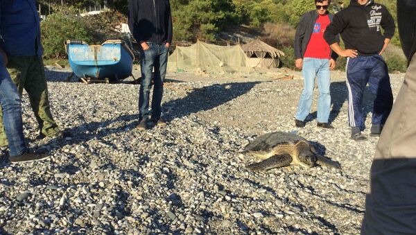 Черепаху весом 30 кг поймали у берегов Абхазии гагрские рыбаки - Sputnik Аҧсны