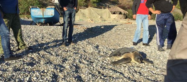 Черепаху весом 30 кг поймали у берегов Абхазии гагрские рыбаки Черепаху весом 30 кг поймали у берегов Абхазии гагрские рыбаки - Sputnik Абхазия