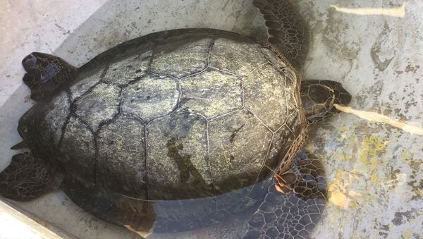 Черепаху весом 30 кг поймали у берегов Абхазии гагрские рыбаки - Sputnik Абхазия