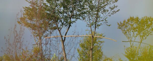 Палка на которую садятся ястребы Палка на которую садятся ястребы - Sputnik Аҧсны