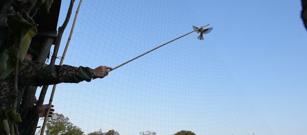 Жулан играет, хищник бьется в сети: как в Абхазии ловят ястребов Жулан играет, хищник бьется в сети: как в Абхазии ловят ястребов - Sputnik Абхазия