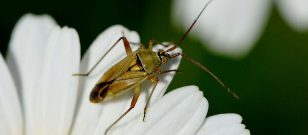 Клоп - Sputnik Абхазия