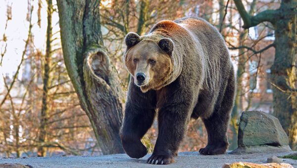 Архивное фото медведя - Sputnik Абхазия