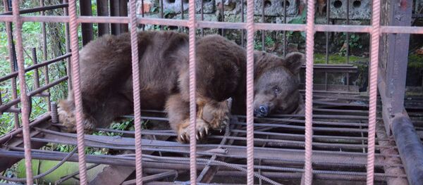 Медведь в своей клетке - Sputnik Абхазия