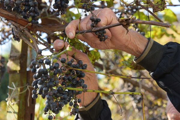 Сбор винограда в Очамчыре - Sputnik Абхазия