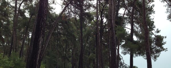 Сосны в Пицунде Сосны в Пицунде - Sputnik Абхазия