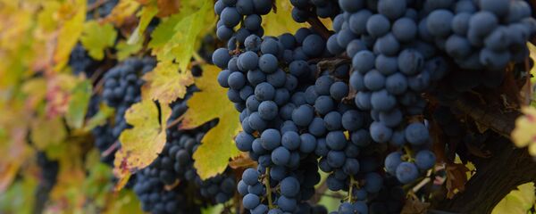 Виноградник - Sputnik Абхазия