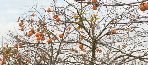 фабрика по переработке фруктов Абхазские сады фабрика по переработке фруктов Абхазские сады - Sputnik Абхазия