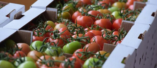 Сотрудницы фирмы Пикан Аваи Агро фасуют помидоры перед отправкой в торговые сети Сотрудницы фирмы Пикан Аваи Агро фасуют помидоры перед отправкой в торговые сети - Sputnik Абхазия