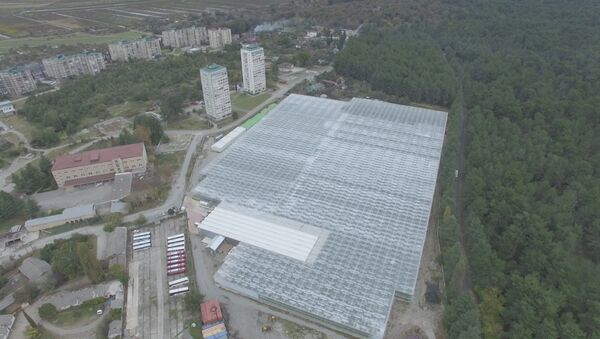 Томатный дворец как работает тепличный комплекс в Пицунде - Sputnik Абхазия