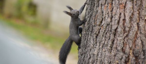 Белка Белка - Sputnik Абхазия