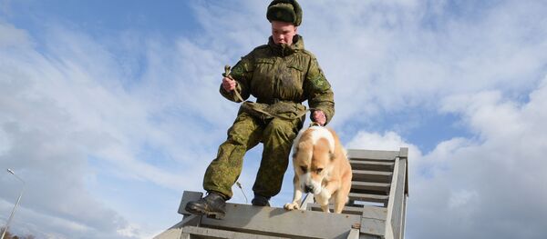 Среднеазиатская овчарка Гучи с вожатым на тренировке Среднеазиатская овчарка Гучи с вожатым на тренировке - Sputnik Абхазия
