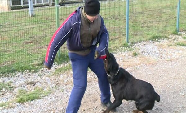 Задержать и обезвредить: военные кинологи показали, как тренируют собак - Sputnik Абхазия