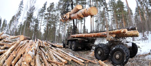 Архивное фото рубки лесати Архивное фото рубки лесати - Sputnik Абхазия