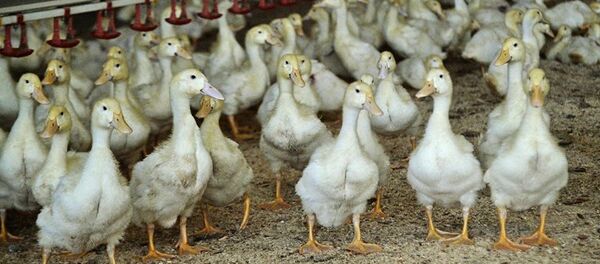 Утята на ферме Утята на ферме - Sputnik Абхазия