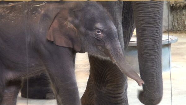 В семье слонов Синты и Юмы ростовского зоопарка родился слоненок - Sputnik Абхазия