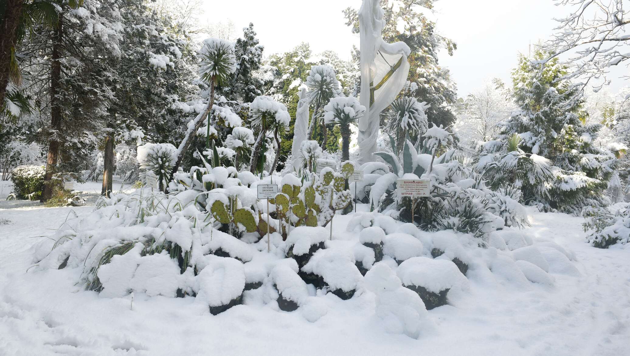 Ботанический сад в снегу