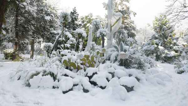 Снег в Сухуме. Ботанический сад - Sputnik Абхазия